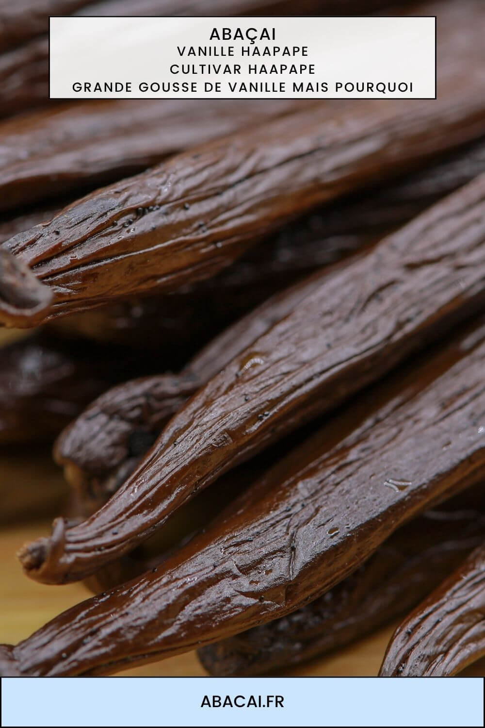 Gousses de vanille Haapape, cultivar tétraploïde de la vanille de Tahiti, brun-noir et charnues